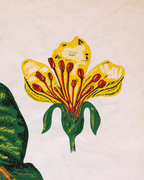 Diseño Textil Original Años 70 - Gouache Botánica "Composición 23"