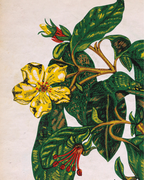Diseño Textil Original Años 70 - Gouache Botánica "Composición 23"